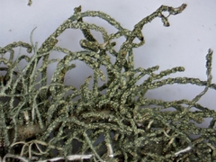 Usnea perplexans