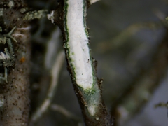 Usnea perplexans