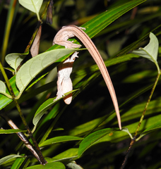 Toropuku inexpectatus