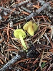 Chrysomphalina grossula