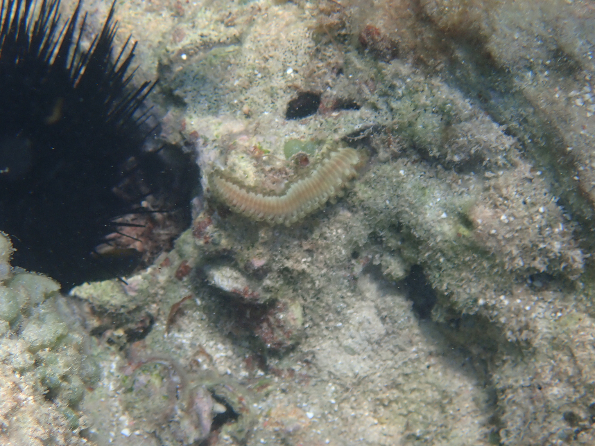Hermodice carunculata (Pallas, 1766)