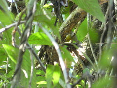Picumnus innominatus