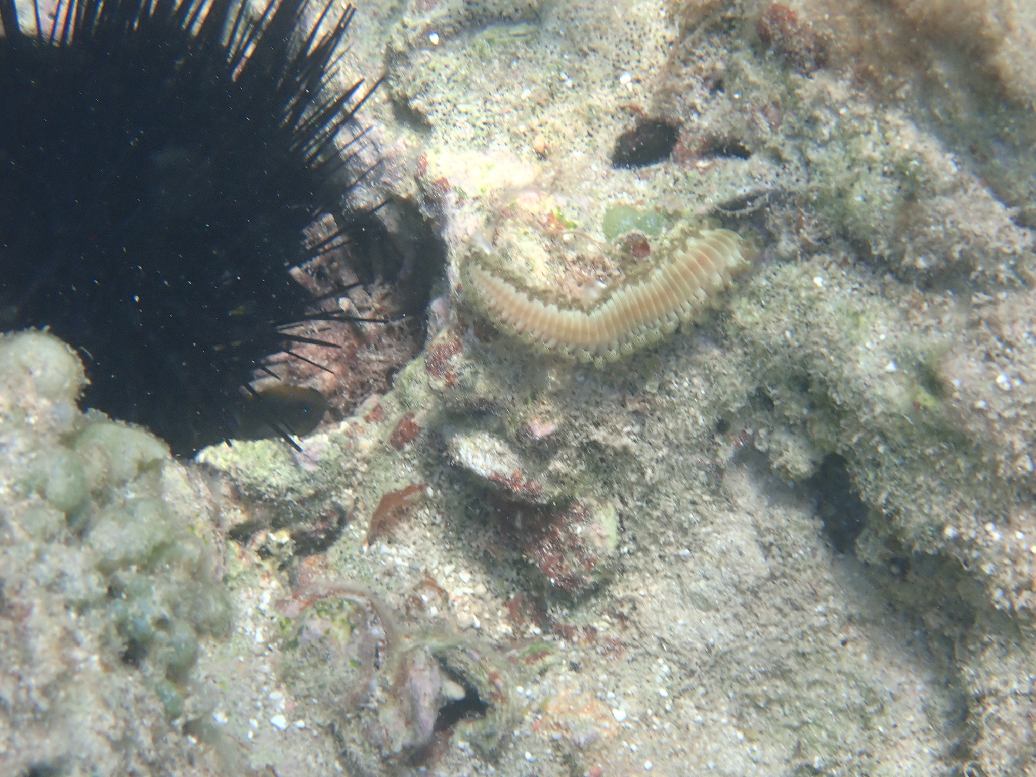 Hermodice carunculata (Pallas, 1766)
