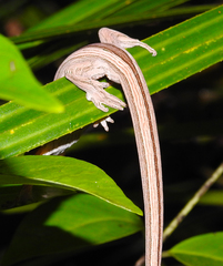 Toropuku inexpectatus