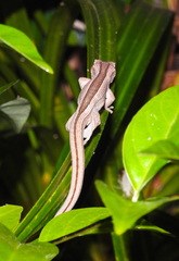Toropuku inexpectatus