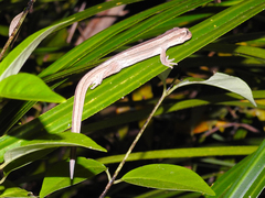 Toropuku inexpectatus