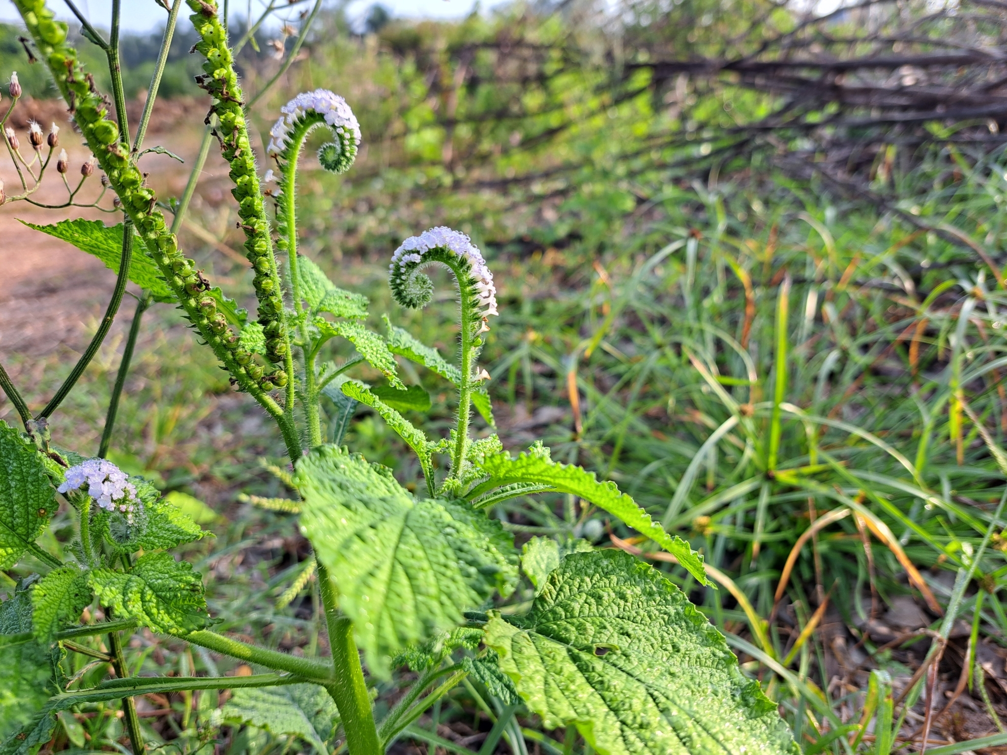 Indian heliotrope