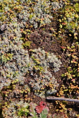Riccia trichocarpa