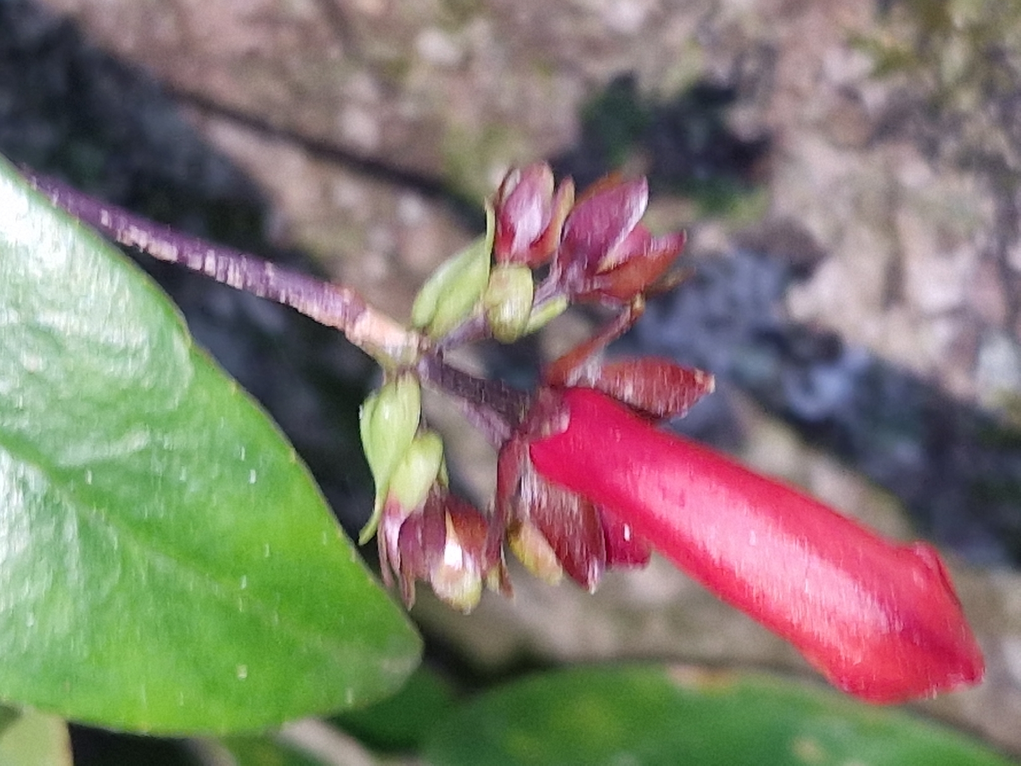 Aeschynanthus pedunculatus D.J.Middleton