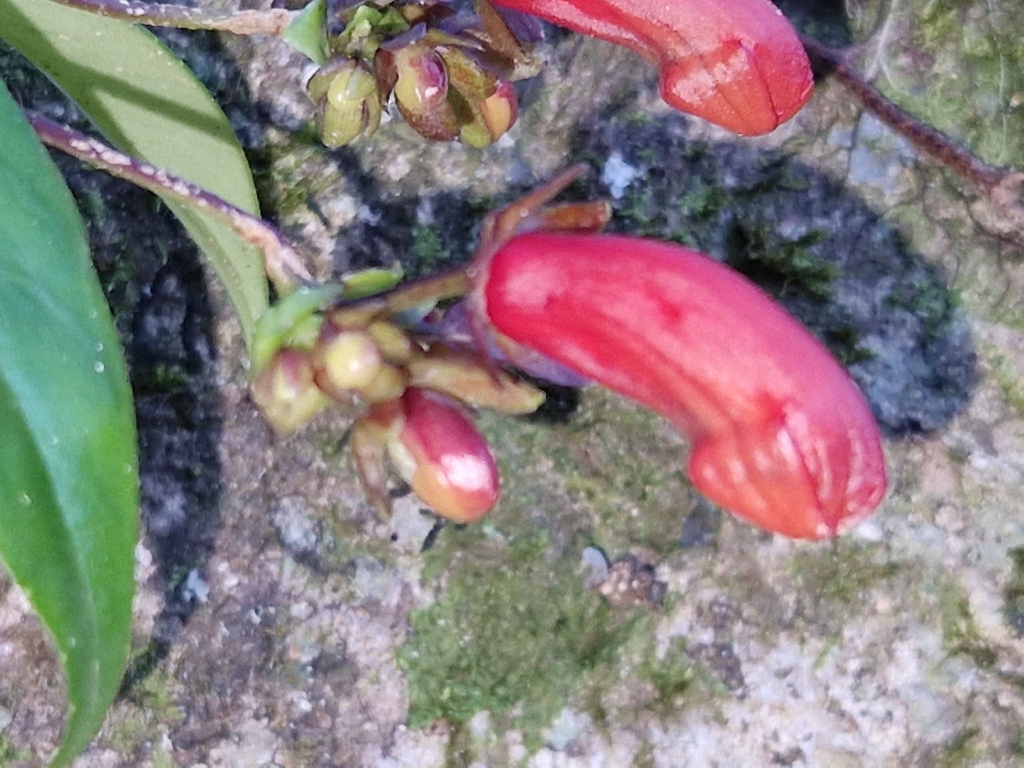 Aeschynanthus pedunculatus D.J.Middleton 2