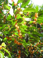 Osmanthus fragrans aurantiacus