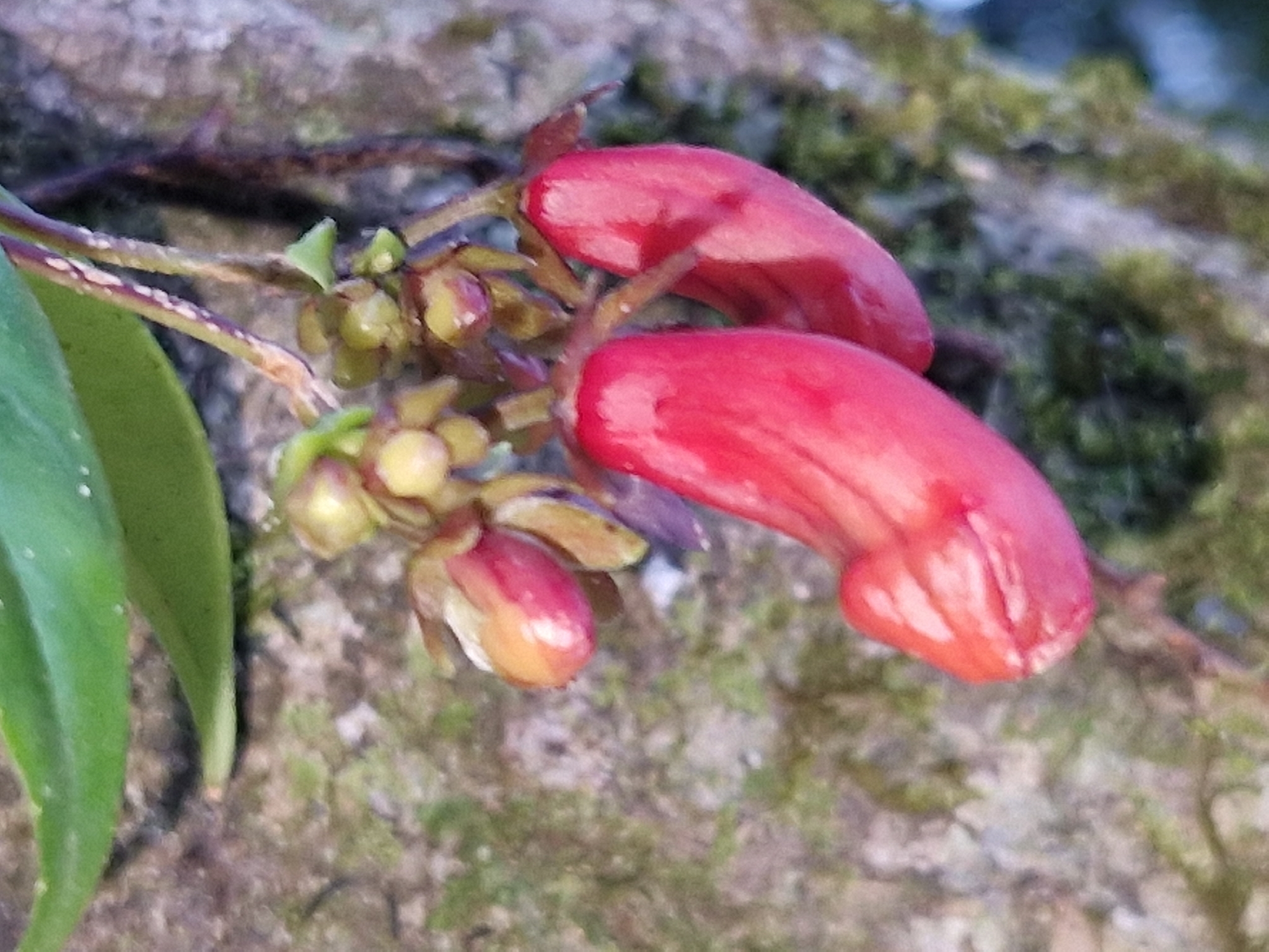 Aeschynanthus pedunculatus D.J.Middleton 3