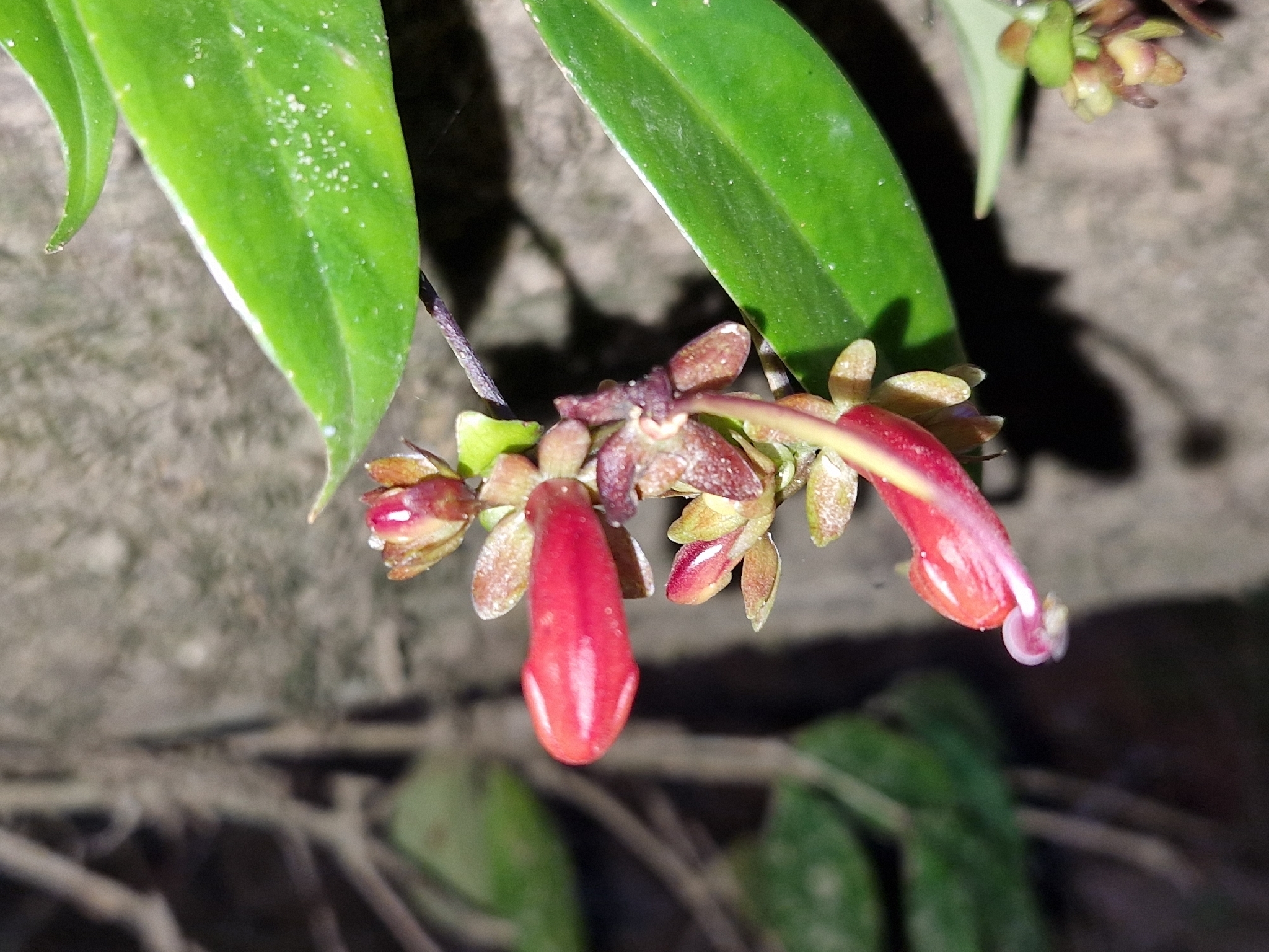 Aeschynanthus pedunculatus D.J.Middleton 4