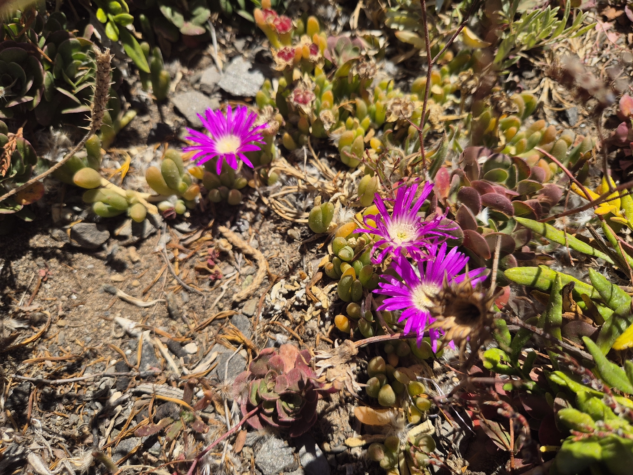Purple dewplant