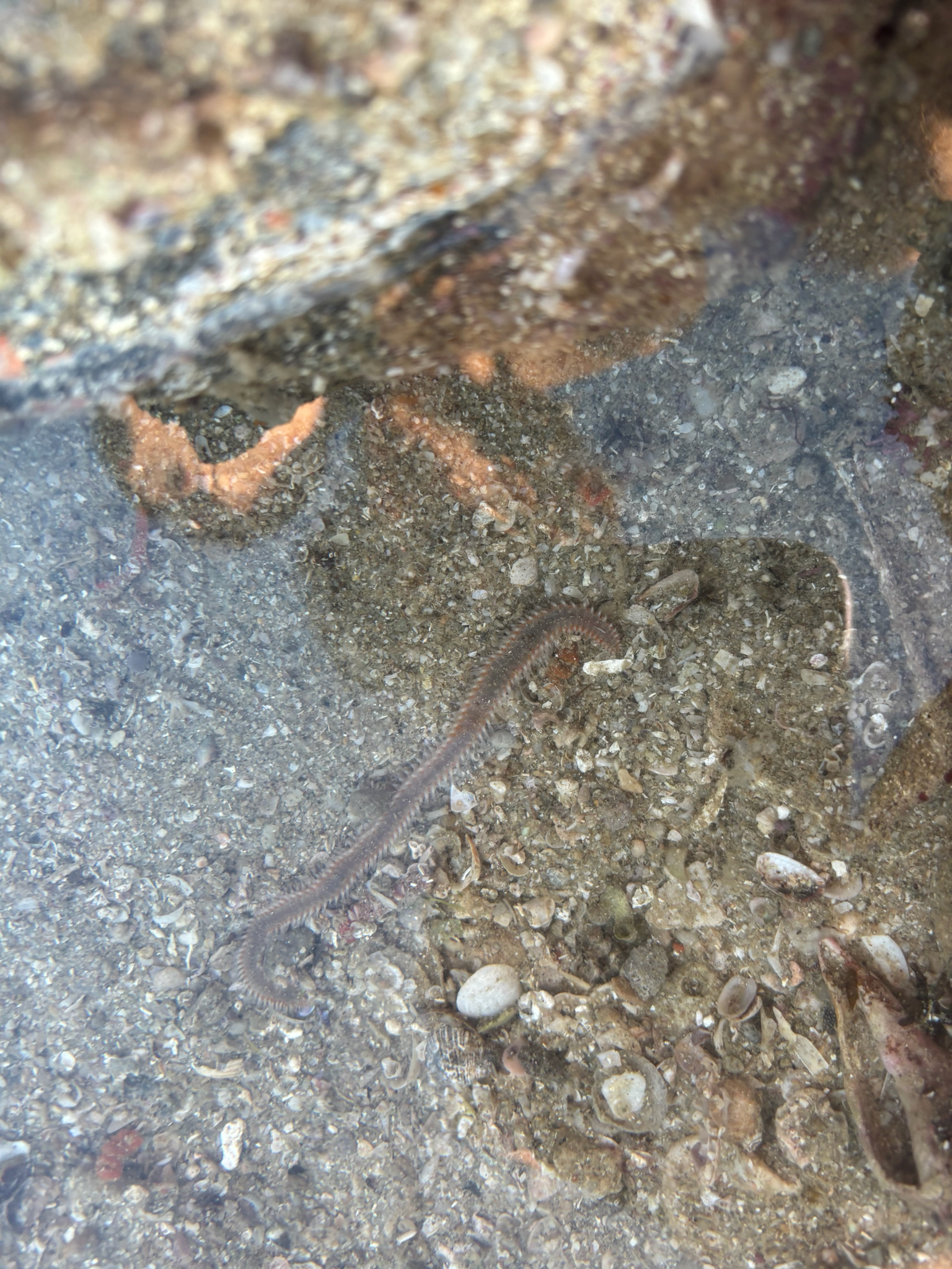 Eurythoe complanata (Pallas, 1766)