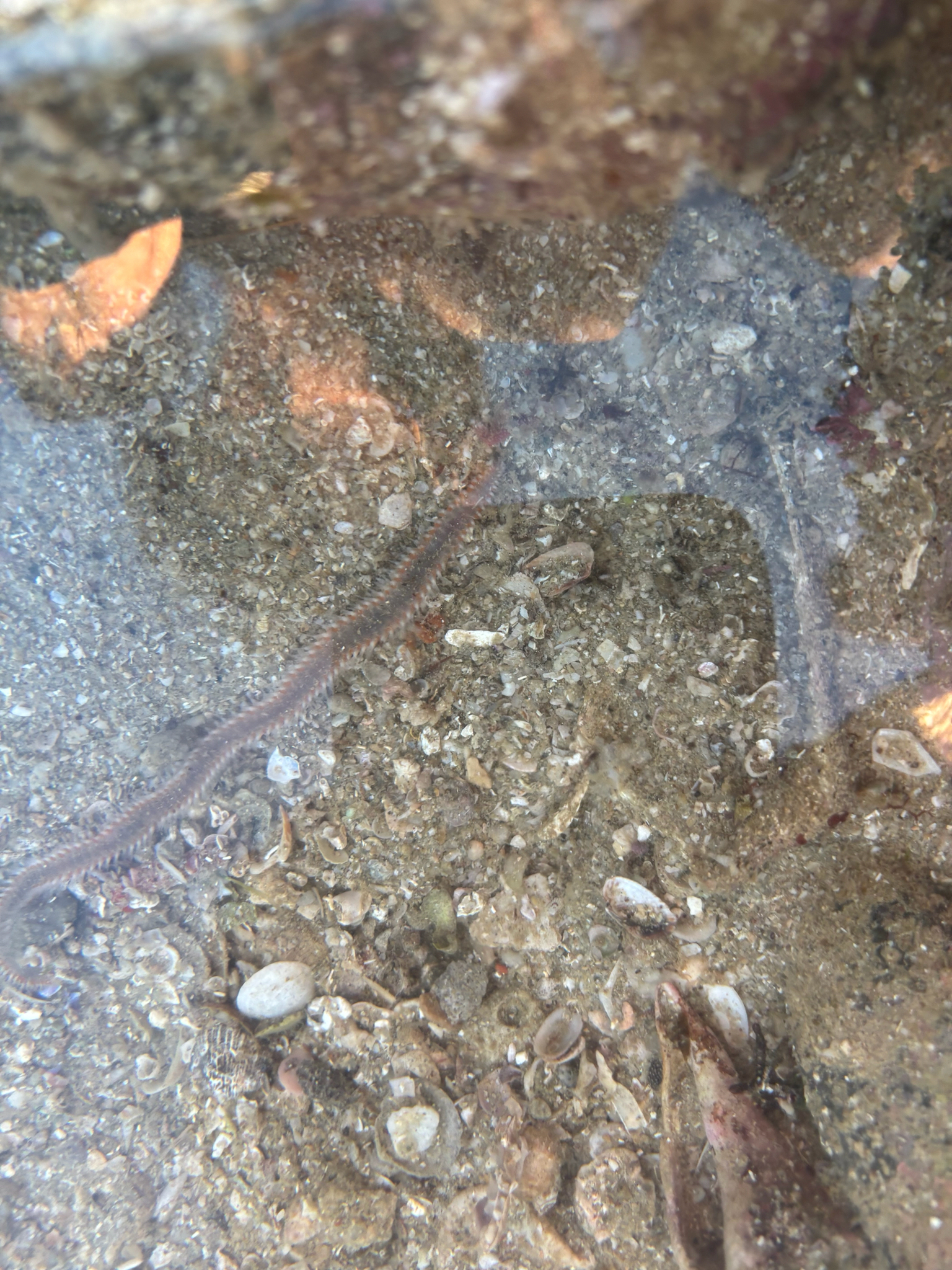 Eurythoe complanata (Pallas, 1766)