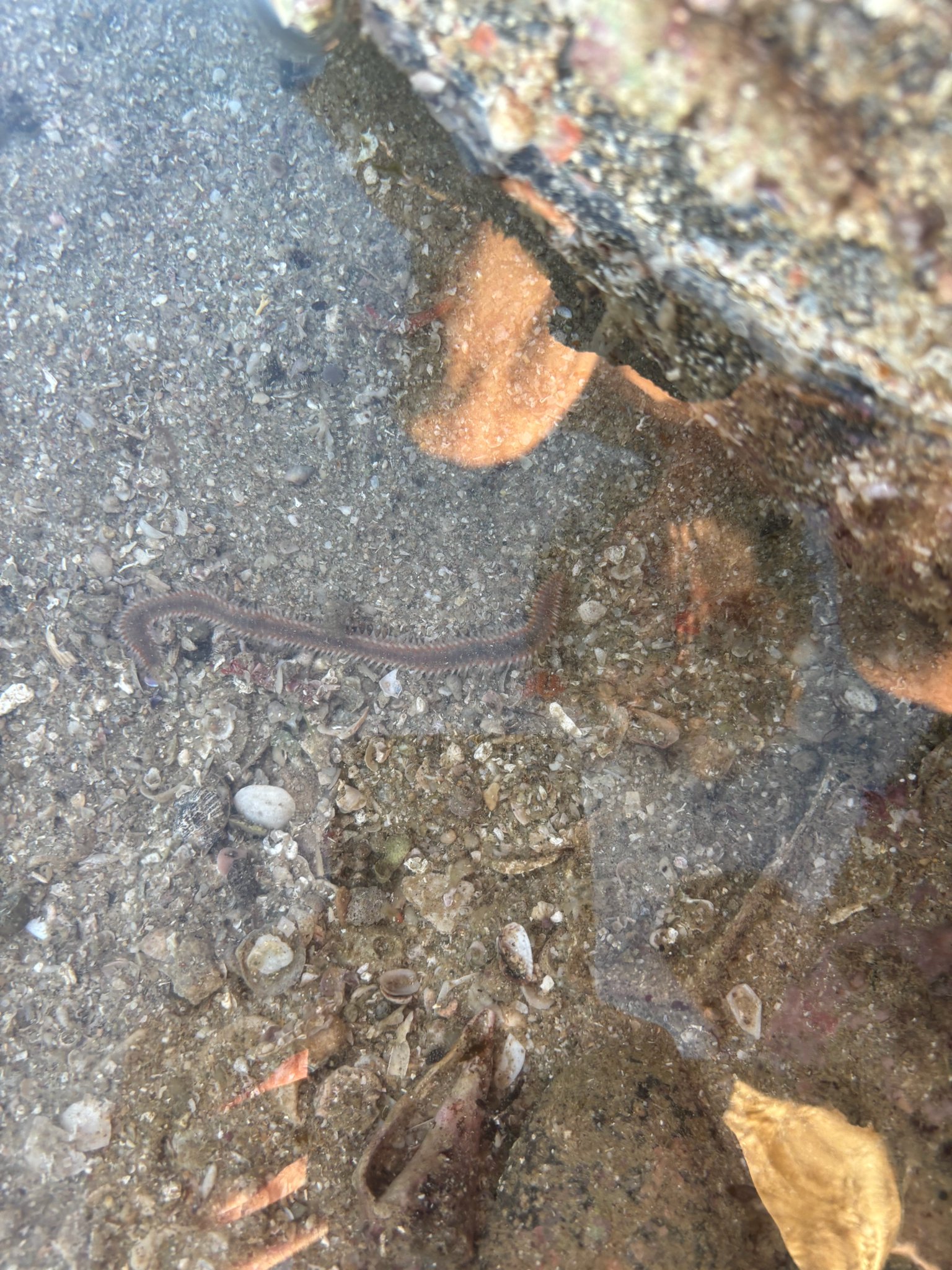 Eurythoe complanata (Pallas, 1766)