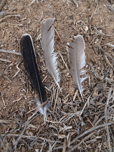 Plume de Alouette haussecol