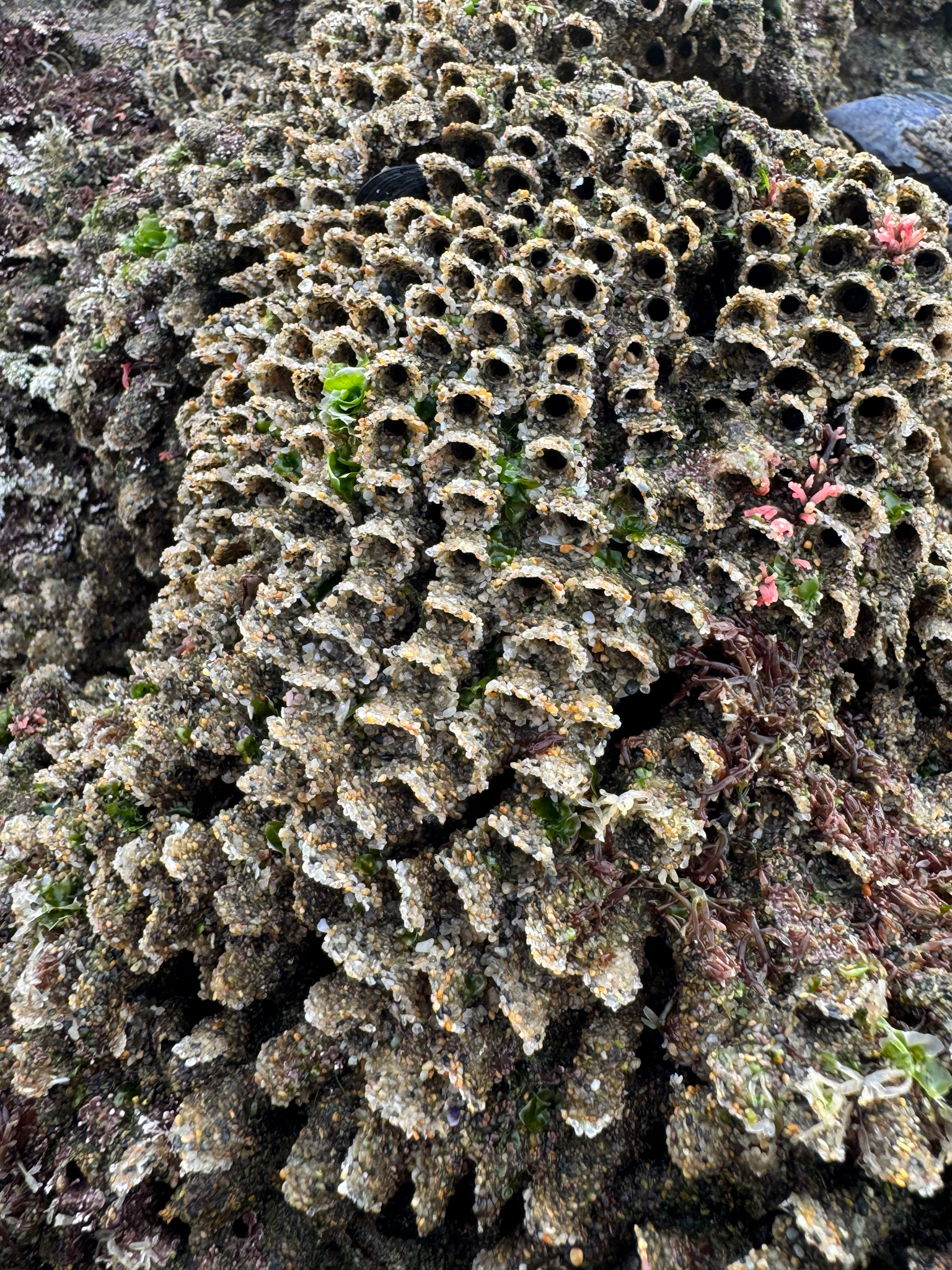 Phragmatopoma californica (Fewkes, 1889)