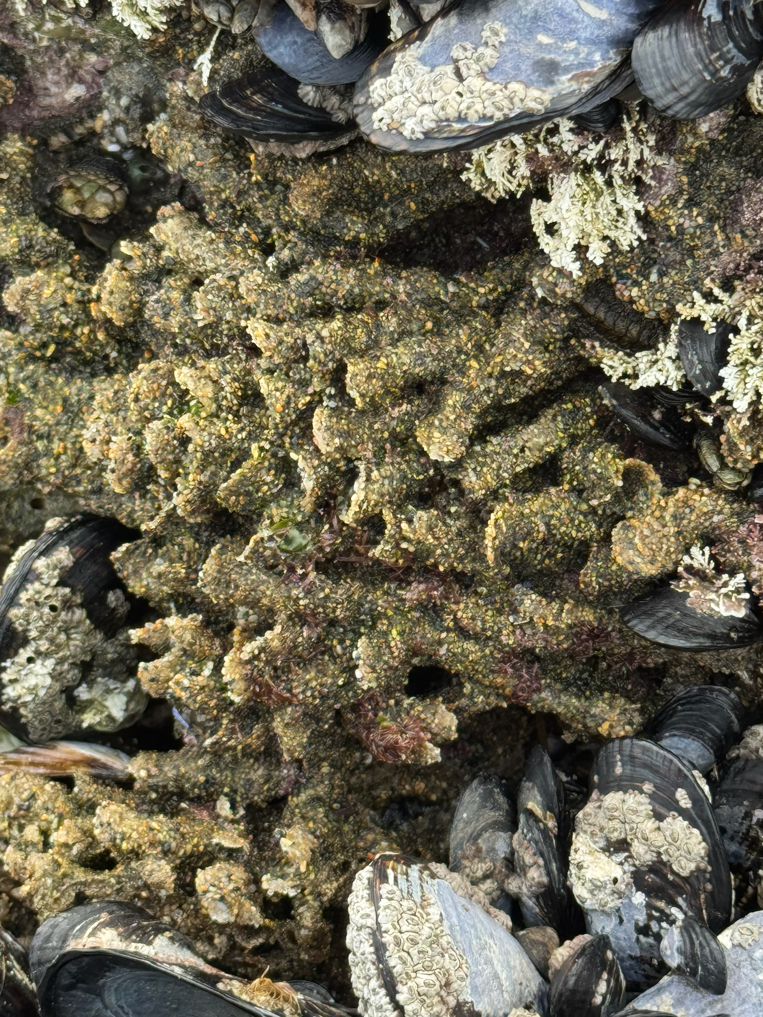 Phragmatopoma californica (Fewkes, 1889)
