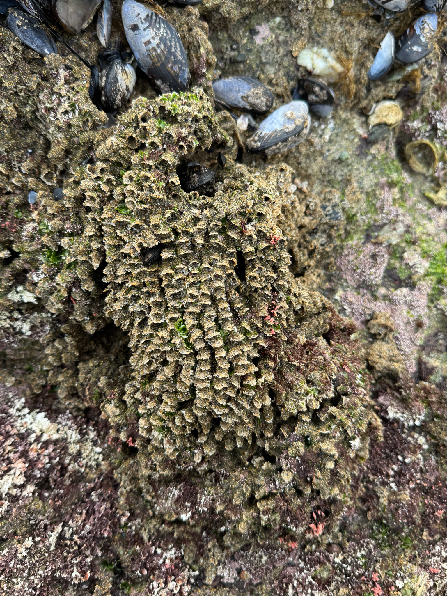Phragmatopoma californica (Fewkes, 1889)