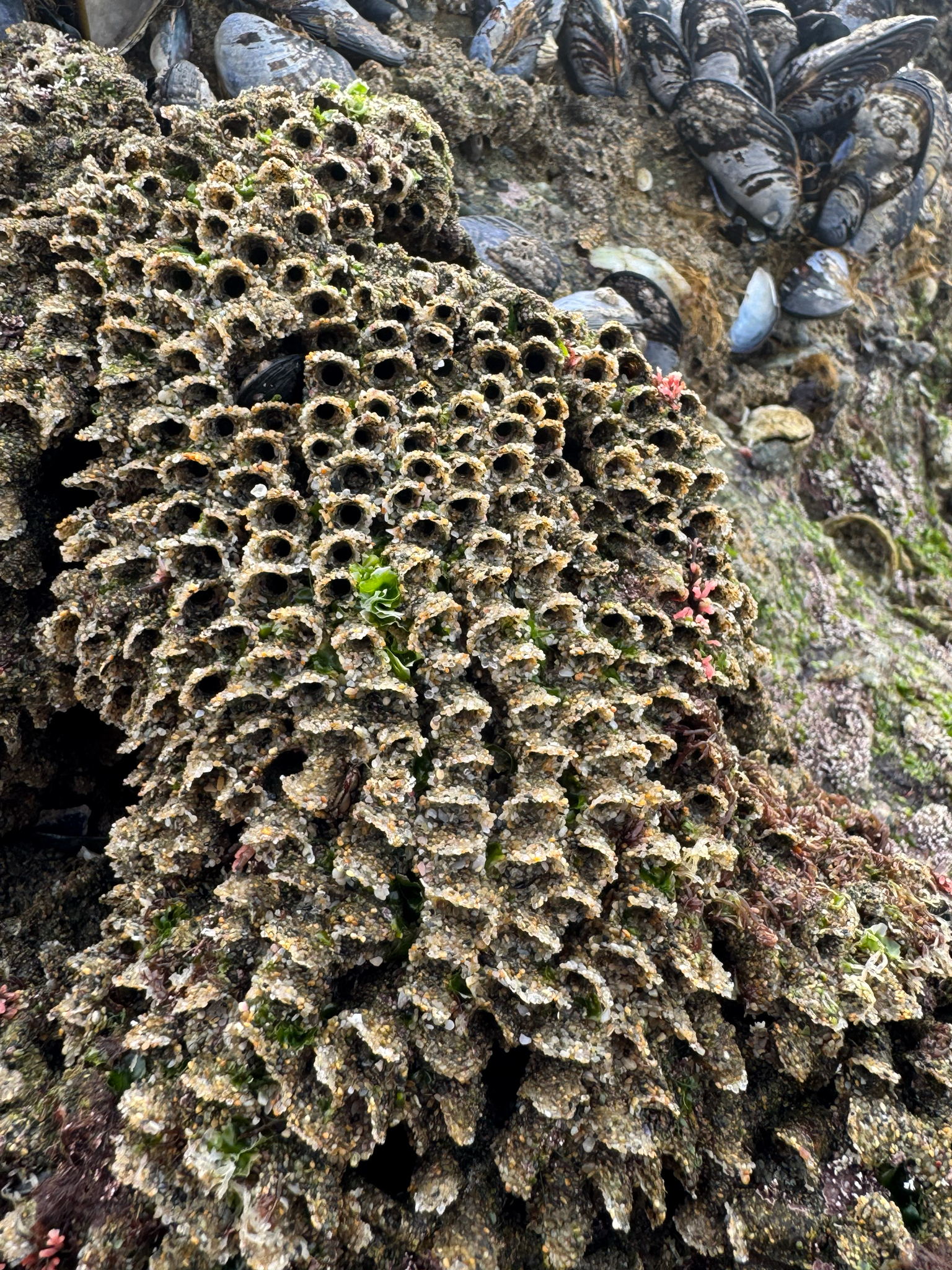 Phragmatopoma californica (Fewkes, 1889)