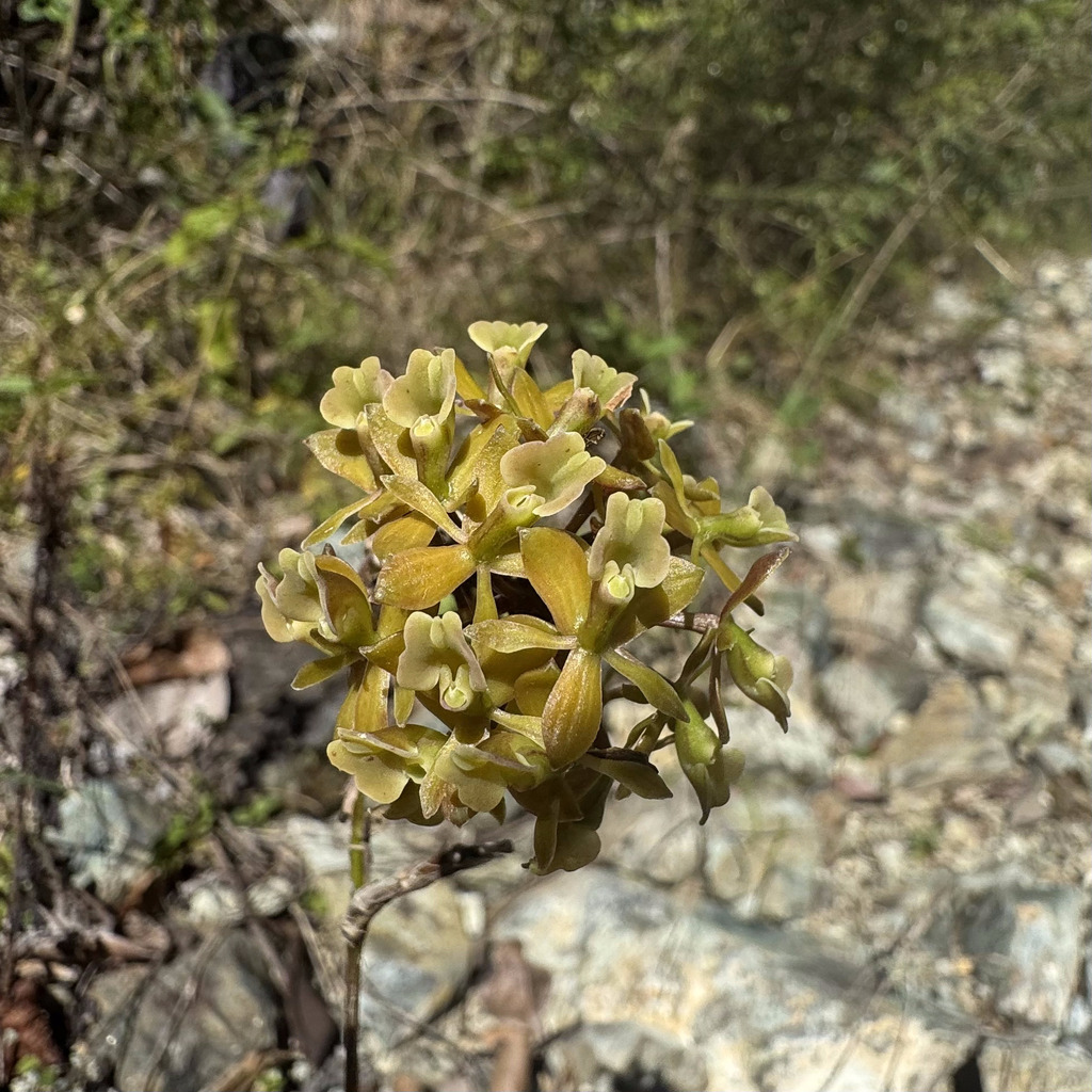 Epidendrum anceps Jacq. 3