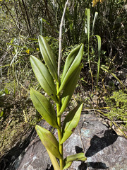 Epidendrum anceps, photograph (c) Emmett Serrano, some rights reserved (CC BY)