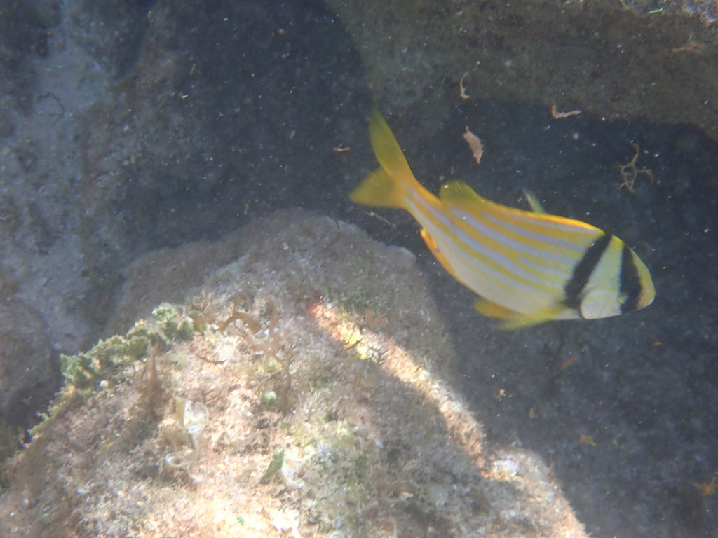 Atlantic porkfish (Anisotremus virginicus) — Haemulidae