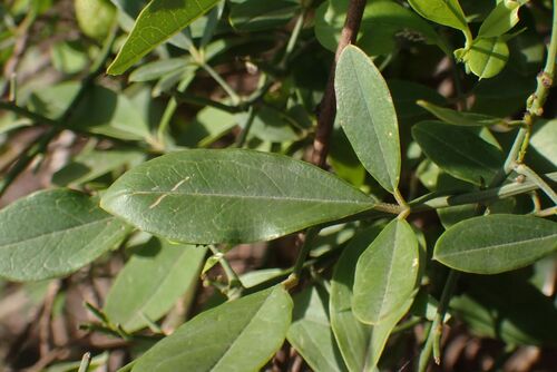 Maerua juncea, photograph 2