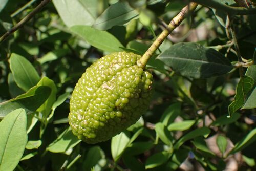 Rough-skinned Bush Cherry (Maerua juncea)