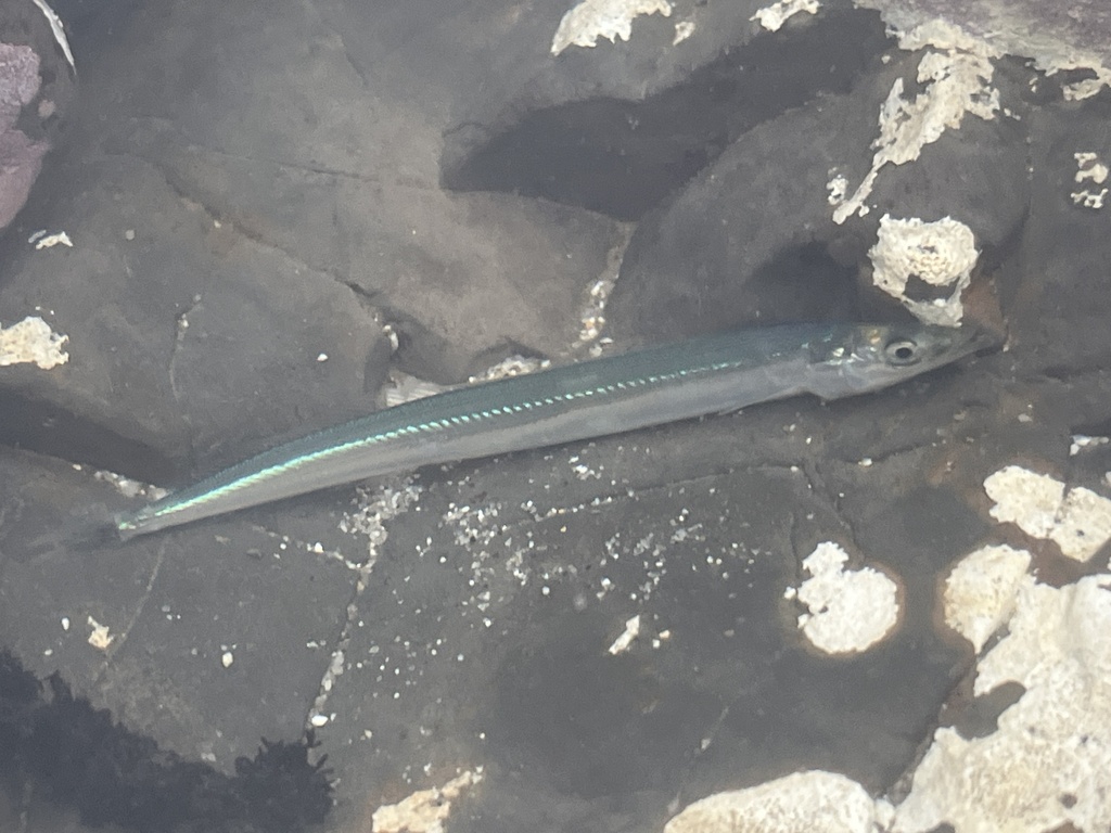 Japanese sand lance (Ammodytes personatus) — Ammodytidae