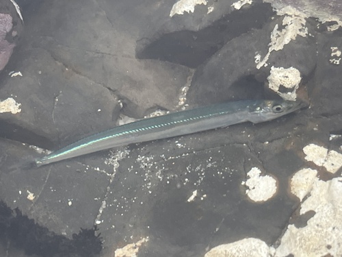 Japanese sand lance (Ammodytes personatus) — Ammodytidae