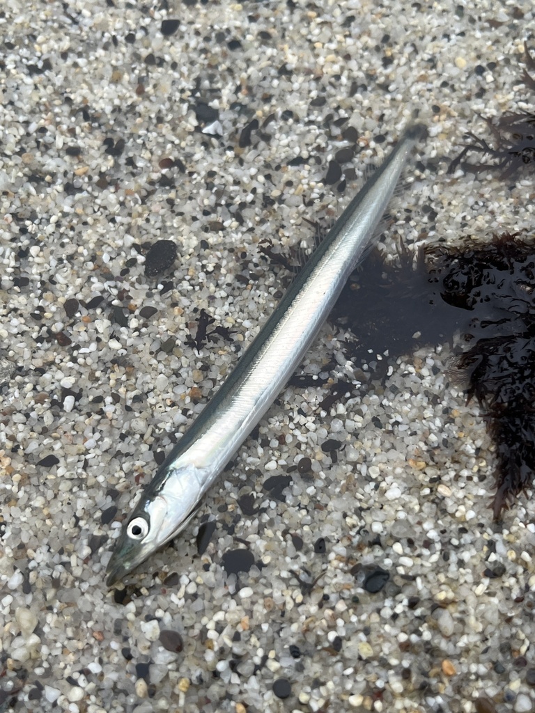 Japanese sand lance (Ammodytes personatus) — Ammodytidae