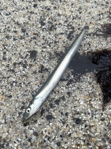 Japanese sand lance (Ammodytes personatus) — Ammodytidae