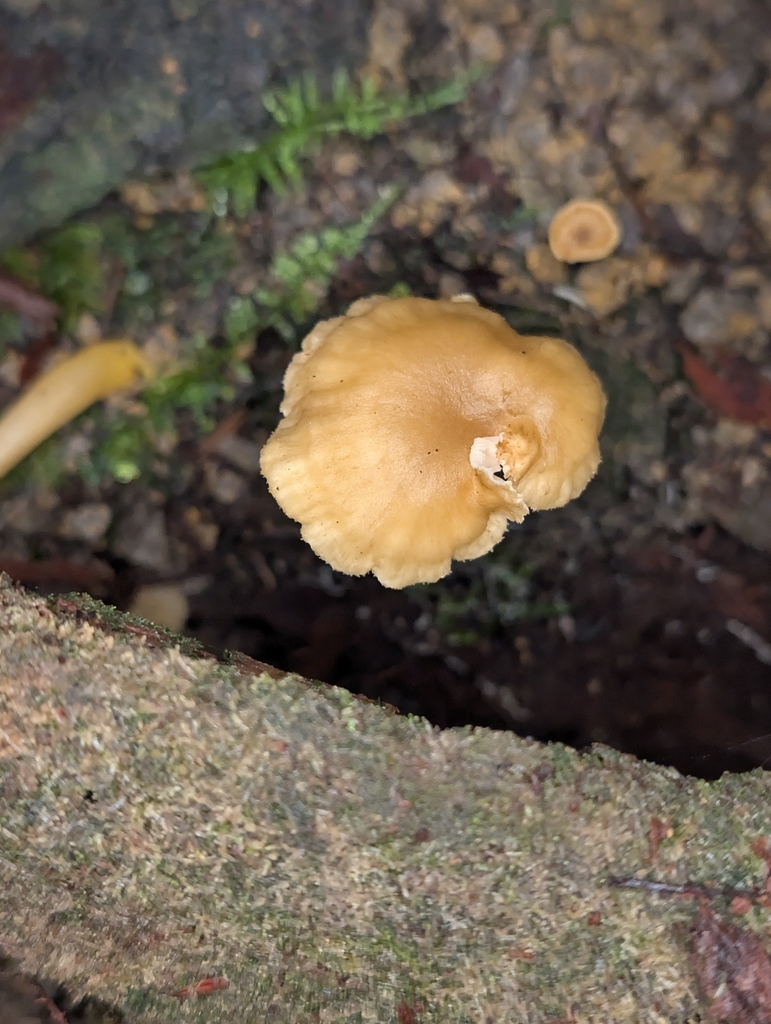 Craterellus tubaeformis · January 2026 · photo: © moemeikle (iNaturalist, cc-by)