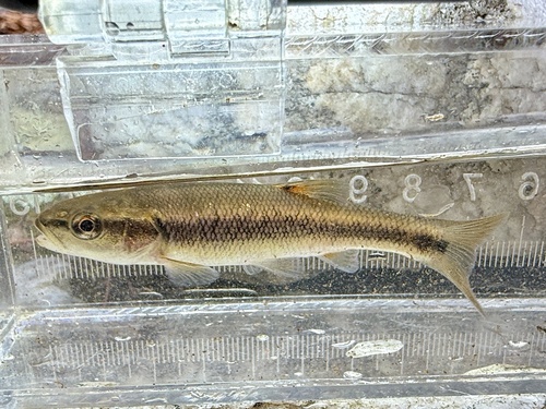 Creek chub (Semotilus atromaculatus) — Cyprinidae — 4