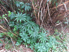 Arisaema consanguineum