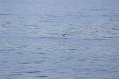 Aechmophorus occidentalis