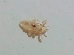 Pediculus humanus