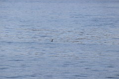 Aechmophorus occidentalis