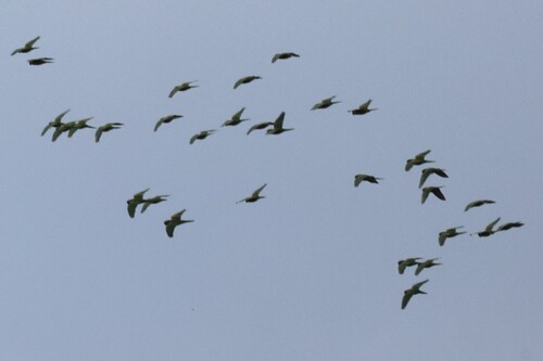 Pacific Parakeet (Psittacara strenuus), photo 8