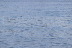 Aechmophorus occidentalis