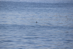 Aechmophorus occidentalis