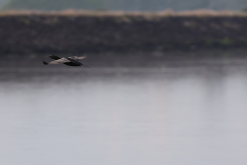 Little Black Cormorant (Phalacrocorax sulcirostris), photo 6