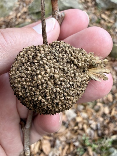 Buttonball