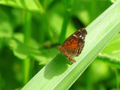 Anthanassa argentea