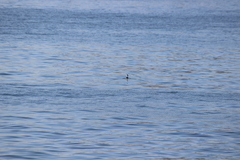 Aechmophorus occidentalis