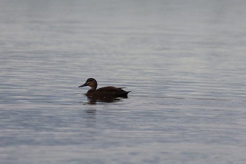 Pacific Black Duck (Anas superciliosa), photo 3