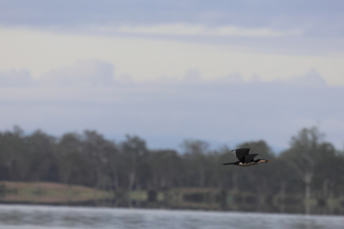 Little Pied Cormorant (Microcarbo melanoleucos)